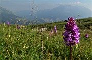 97 Orchidee sul sent. 121 scendendo da Capanna 2000 al parcheggio d'Alpe Arera